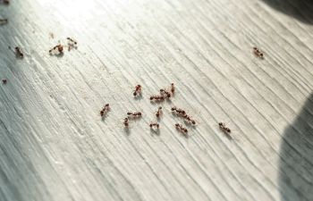 ants on home floor